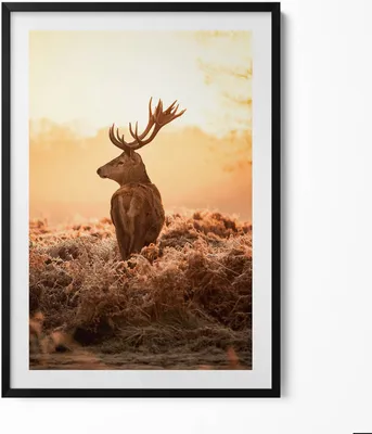 Produktbild von Hirsche bei Sonnenaufgang– Wandbild mit Rahmen – Gerahmtes Bild  – Wanddekoration – 70x100 cm –  Schwarz Rahmen