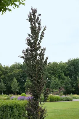 Produktbild von Cercidiphyllum japonicum 'Rotfuchs', Katsurabaum, rotlaubig, 80–100 cm