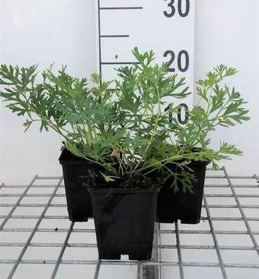 Produktbild von 6 x  Pulsatilla vulgaris - Kuhschelle - Topf 9 x 9 cm
