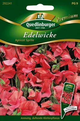Artikelbild 1 von 'Edelwicken Apricot Sprite' aus der Kategorie Wickensamen