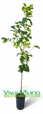 Zdjęcie produktu dla Sadzonka cytryny 'Zagara Bianca'
