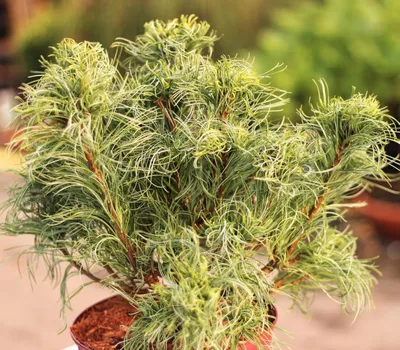Image de Pin de Weymouth Pinus parviflora Twister Green 40 - 50 cm Pin à feuilles persistantes