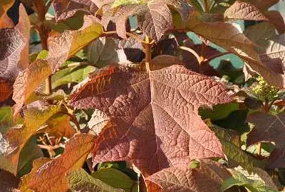 Obrázek produktu pro Hydrangea quercifolia - Hortenzie dubolistá 50- 60 cm kontejner
