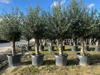 Several potted olive trees are lined up in an outdoor nursery or garden center.