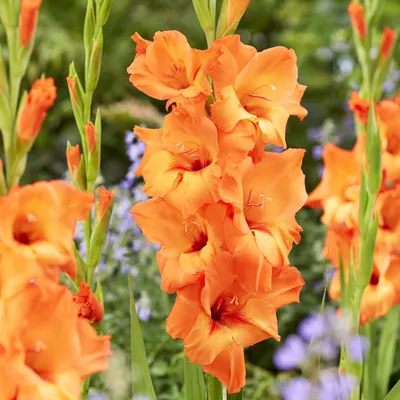 Image de Gladiolus Mieczyk Prince of Orange 5 pièces Bulbes de glaïeuls