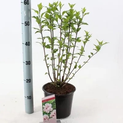 Obrázek produktu pro Hibiscus syr. 'Leopoldii' – ibišek zahradní | 40–50 cm v květináči
