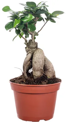 Produktbild von Chinesische Feige - Ficus Ginseng - Höhe ca. 30 cm, Topf-Ø 14 cm