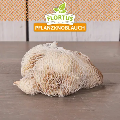 Artikelbild 4 von 'Winterpflanzknoblauch Messidor' aus der Kategorie Pflanzknoblauch
