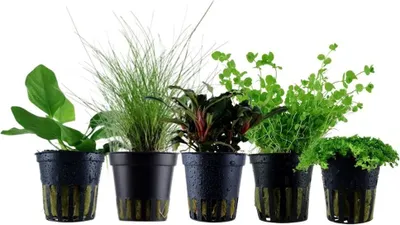 Produktbild von Pflanzen Set mit 5 Vordergrund Topf Aquarium Wasserpflanzen AquaOne Nr.201