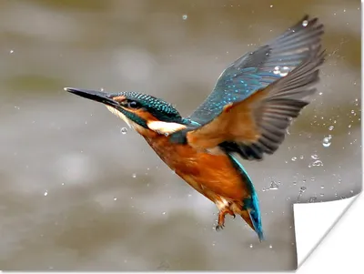 Produktbild von MuchoWow® Poster Eisvogel - Wasser - Fliegen 120x90 cm - Wandbild