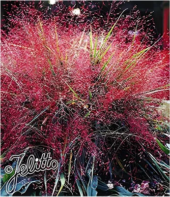 Produktbild von Stauden Gänge 10 x Eragrostis spectabilis im 1 Liter Topf - Rotes Purpur Liebesgras - Purpurfarbener Zauber für den Spätsommer