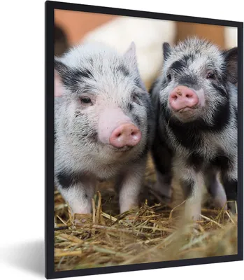 Produktbild von MuchoWow® Gerahmtes Poster Schwein - Tiere - Ferkel 30x40 cm - Poster mit Schwarzem Bilderrahmen Wandposter Rahmen Foto Bilder - Wanddeko - Kunstdrucke