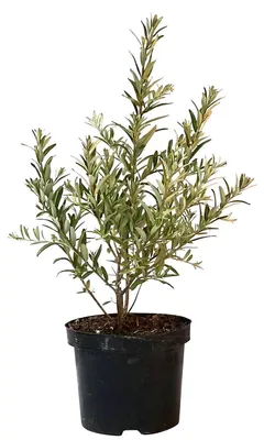 Produktbild von Leikora weiblicher Sanddorn fruchttragende Sorte Pflanze im 3 Liter Topf ca. 40-60 cm hoch
