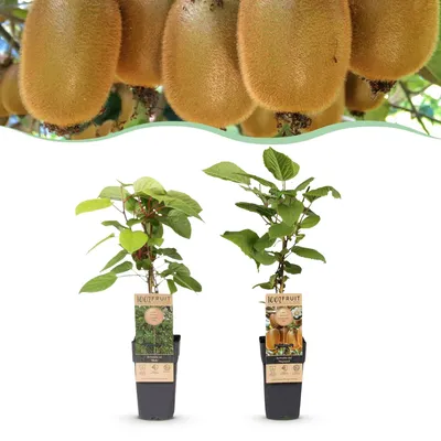 Produktbild von Green boutiQ - Obstpflanze - Actinidia Weiki & Hayward - Kiwi-Pflanze - 1 Männliche - 1 Weibliche - Pflanzen - Grün - Topf 15cm - Höhe 50cm
