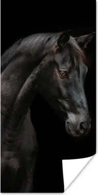 Produktbild von MuchoWow® Poster Pferd - Tier - Schwarz 20x40 cm - Plakat - Foto