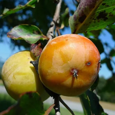 Obrázek produktu pro Kaki americké (Diospyros virginiana)  – 5 semen