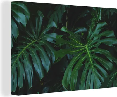 Produktbild von OneMillionCanvasses® - Leinwandbilder - 150x100 cm, Monstera - Blätter - Tropisch - Dschungel, Wandbilder Kunstdruck Wanddekoration - Foto auf Leinwand - Gemälde auf Holzrahmen