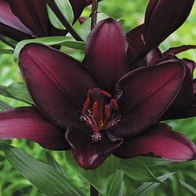 Image de Lis Bulbes de fleurs Bulbes de fleurs Lis asiatique Mapira 1 pc.