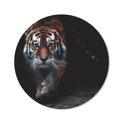 Produktbild von MuchoWow® Mauspad Mousepad Tiere - Tiger - Schwarz - Wild - Porträt 20x20 cm - Mousepads - Maus Mat - Pad - Mausunterlage - Schreibtischmatte