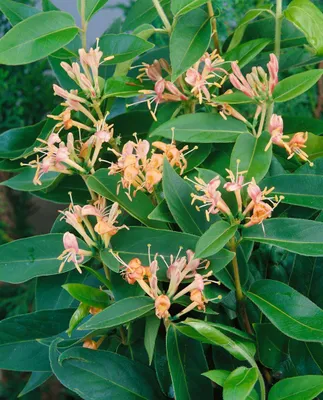 Produktbild von Lonicera henryi, immergrüne Geißschlinge, 100–150 cm
