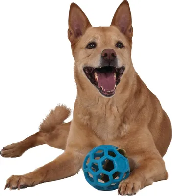 Immagine prodotto di JW HOL-EE roller JUMBO giocattolo per cani GIGA LARGEST 19,1 cm