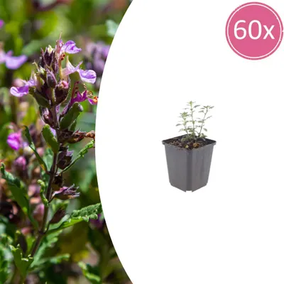 Zdjęcie produktu dla Teucrium lucidrys | 60 sztuk - 10-25cm - Ø9cm - Roślina ogrodowa
