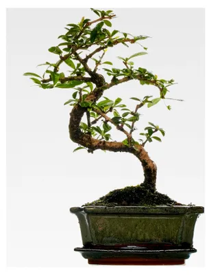 Produktbild von Bonsai Carmona Fukientee Zimmerpflanze im 15 cm Topf (30-40 cm inklusive Topf)