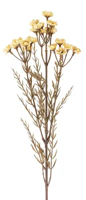 Immagine prodotto di Clayre & Eef, pianta artificiale, colore bianco, materiale: plastica