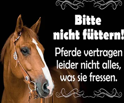 Produktbild von vianmo Holzschild 30x40 cm Bitte nicht füttern Pferde