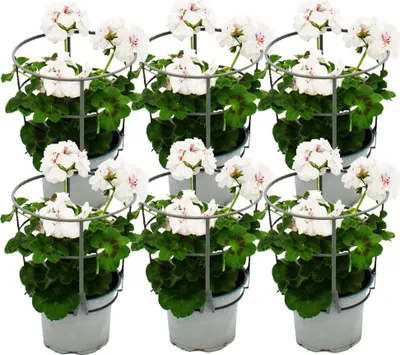 Produktbild von Geranien hängend - Pelargonium peltatum - 12cm Topf - Set mit 6 Pflanzen - weiß