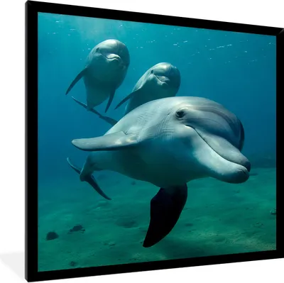 Produktbild von MuchoWow® Gerahmtes Poster Wasser - Delphin - Blau 40x40 cm - Poster mit Schwarzem Bilderrahmen Wandposter Rahmen Foto Bilder - Mit Rahmen - Wanddekoration Schlafzimmer