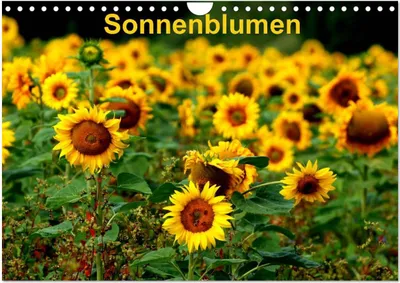 Produktbild von Sonnenblumen (Wandkalender 2025 DIN A4 quer), CALVENDO Monatskalender