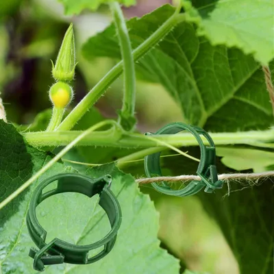 Produktbild von Pflanzenunterstützung selbstklebend, 100 Stück, grün, für Weinreben und Kletterpflanzen