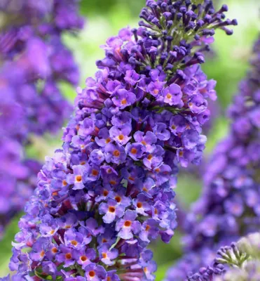 Produktbild von Sommerflieder ´EMPIRE BLUE´ 15-20 cm, Cont. 2,5 l