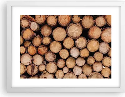 Produktbild von Gerahmtes Poster - Weißer Rahmen - Holz Baumstämme Stämme - 40x30 cm - Wand Bild - Wanddeko - Wandbilder - Kunstposter - Wandposter - Bilderrahmen - Bilder - Kunstdruck - P2WAA40x30-4864