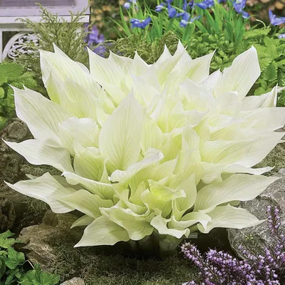 Produktbild von Funkie Hosta Knolle Zierblätter Staude Blumen Funkie White Feather 1 St.