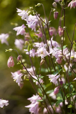 Produktbild von Aquilegia vulgaris, Akelei, blau-violett, ca. 9x9 cm Topf