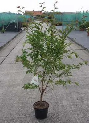 Produktbild von Prunus nipponica 'Ruby' - Japanische Zierkirsche 60- 80 cm - Container