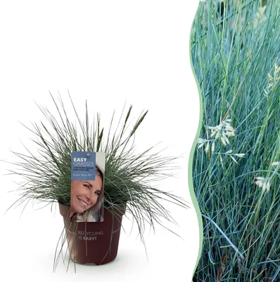 Produktbild von GreenboutiQ - Ziergräser - Festuca glauca Intense Blue - Blau - 1 Pflanze - Immergrün - Winterhart - Topf 17cm Höhe 50cm
