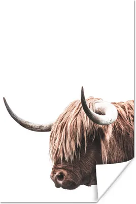 Produktbild von MuchoWow® Poster Schottisches Hochlandrind - Tiere - Weiß 40x60 cm - Plakate für die Wand - Poster Babyzimmer