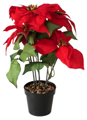 Produktbild von Boltze Gruppe Weihnachtsstern Topfpflanze Plastik 40cm