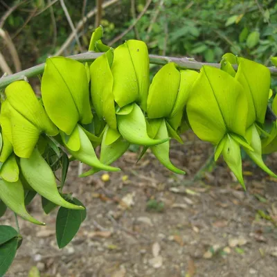 Obrázek produktu pro Keř kanárský (Crotalaria agatiflora)  – 5 semen