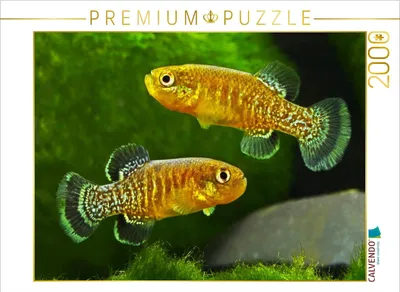 Produktbild von CALVENDO Puzzle Tellia apoda, ALGERIEN | 2000 Teile Lege-Größe 90x67cm Foto-Puzzle für glückliche Stunden