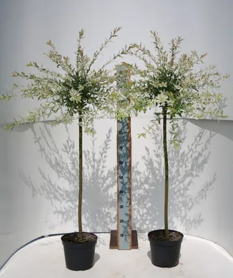Produktbild von Salix Hakuro Nishiki japanische Harlekin Weide Stamm Stämmchen versch. Größen, Höhe:Stamm 100 cm
