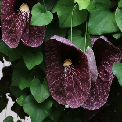Produktbild von Riesen-Pfeifenblume (Aristolochia gigantea)  - 5 Samen
