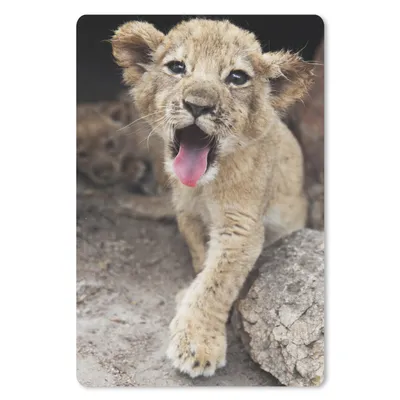 Produktbild von MuchoWow® Mauspad Mousepad Jungtier - Löwen - Niedlich 40x60 cm - Mousepads - Maus Mat - Pad - Mausunterlage - Schreibtisch Accesoire