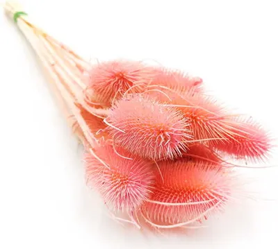 Produktbild von Distel - (Dipsacus) - Rosa