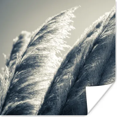 Produktbild von MuchoWow® Poster Pampasgras - Schwarz - Weiß - Natur 75x75 cm - Wand Dekoration