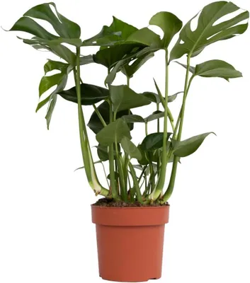 Productafbeelding van Gatenplant Monstera - Tropische klimmer - Binnenhuis decoratie - Luchtzuiverend - Pot 21 cm - Groen