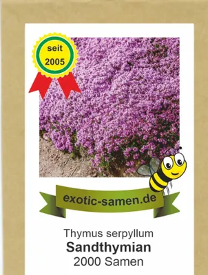 Produktbild von Sandthymian – Thymus serpyllum – hervorragender, duftender Bodendecker – 2000 Samen